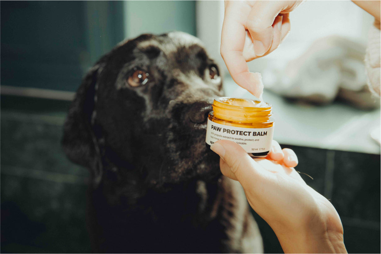 Paw Protect Balm