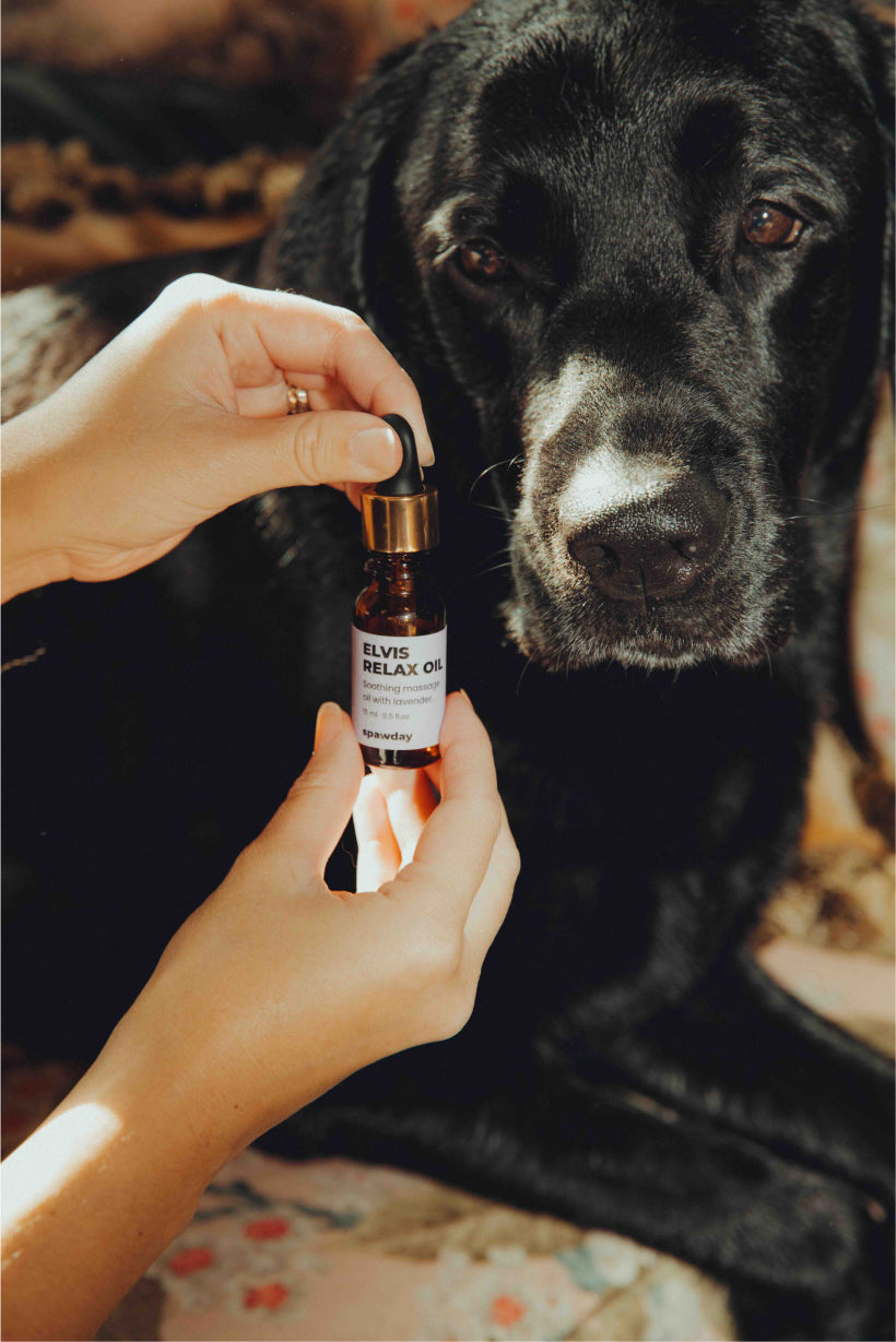 Elvis Spaw Kit - The Complete Dog Care Ritual