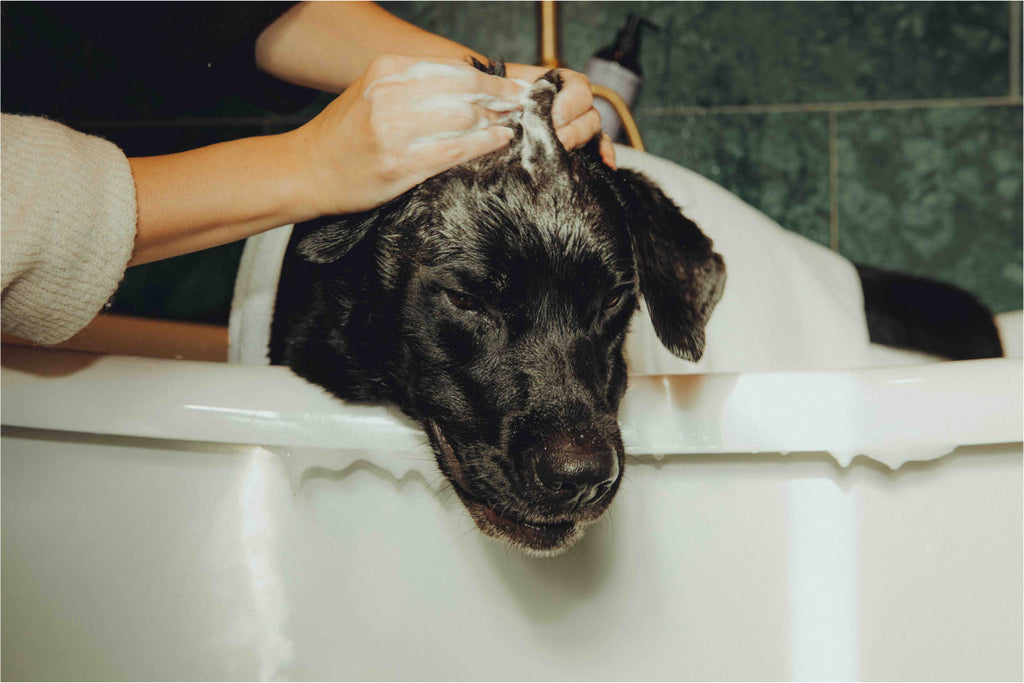 Shiny Fur Shampoo 2 pack – For Oily Hair & Dry Skin