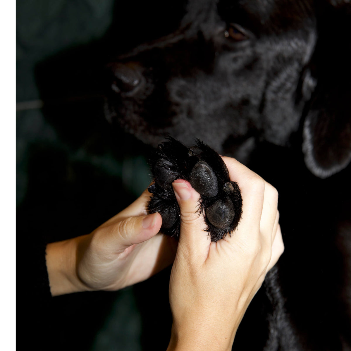 Paw Protect Balm 2 pack - For Dry Paws and Noses